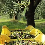 Tenuta Delle Rose